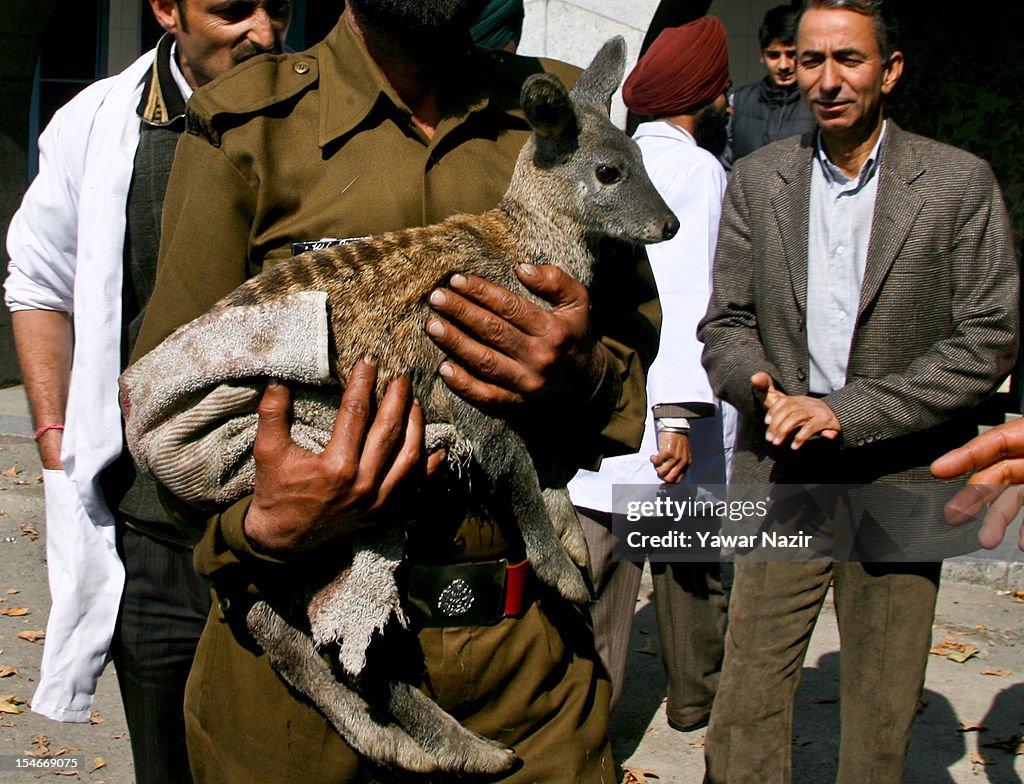 Musk Deer Rescued From Stray Dogs In Kashmir