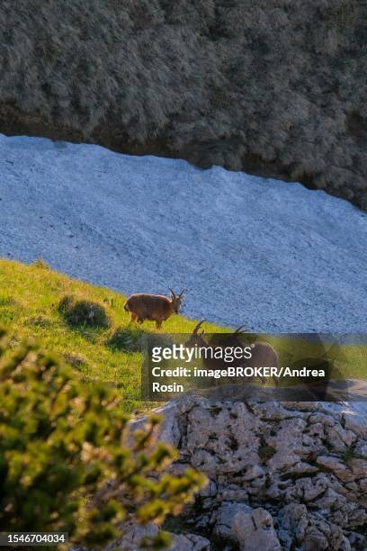 ibex on a green meadow surrounded by rocky terrain in the warm morning light, last remnants of snow in the background, seen on a hike to benediktenwand, benediktbeuern, bavaria, germany - alpen bayern fotografías e imágenes de stock