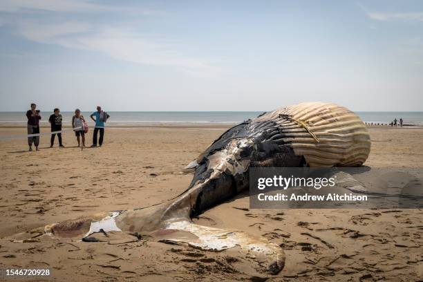 Holidaymakers and locals visit an 8.5 metre long, 10 tonne dead male Humpback whale washed up on St Marys Beach on the 21st of July 2023 near...