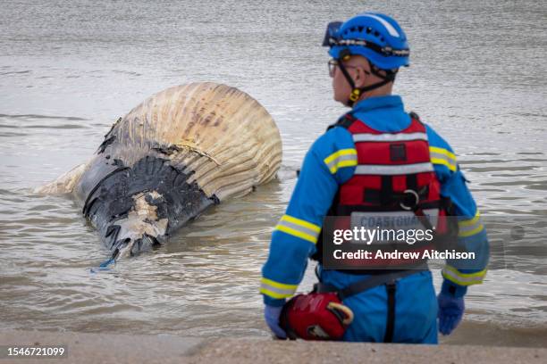 Coastguard volunteers secure the site where an 8.5 metre long, 10 tonne dead male Humpback whale washed up on St Marys Beach on the 21st of July 2023...