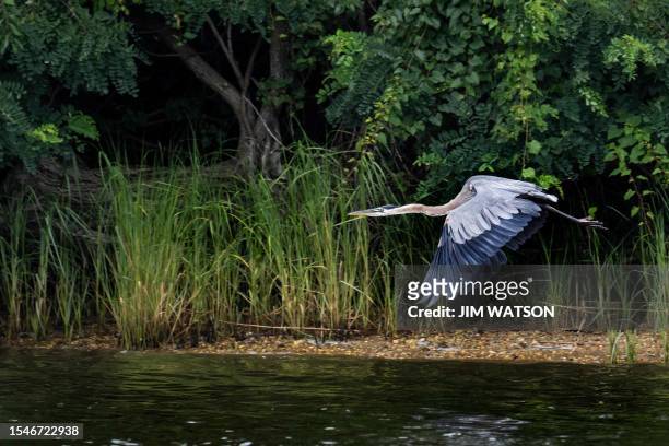 Blue Heron takes off on July 20 on the Corsica River, a tributary of the Chesapeake Bay, near Centreville, Maryland. The Chesapeake Bay Foundation...