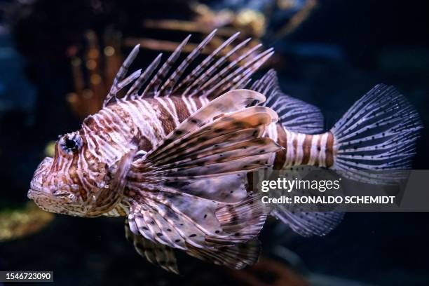 Lionfish swims in a tank at the Israel Aquarium in Jerusalem on July 21, 2023.