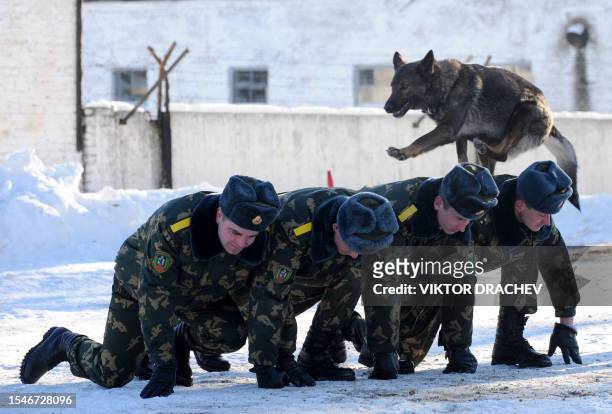 Belarussian border guard's dog runs over the backs of soldiers some 130km northwest of Minsk in the town Smorgon on January 22, 2009 at a military...
