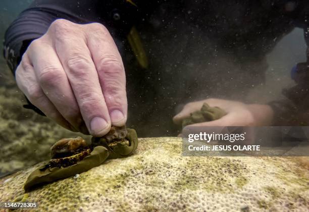 Army veterans plant micro-fragments of coral of the same genotype on a reef, in order for it to fuse and become a colony, off the coast of Key West,...