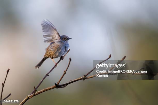 dunnock (prunella modularis), germany - prunellidae stock pictures, royalty-free photos & images