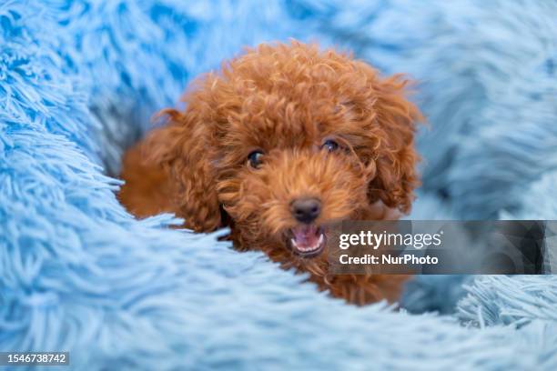 Puppy of Poodle Toy near Lecce, Italy, on May 17, 2023. The puppy is four month old.