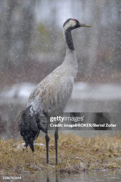 crane (grus grus), in driving snow in a bog and snowy landscape in early spring, hamra national park, dalarna, sweden, scandinavia - hamra national park stock pictures, royalty-free photos & images