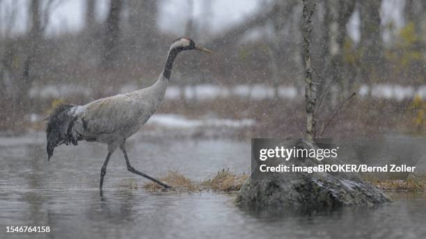 crane (grus grus), striding through water in blowing snow in a bog and snowy landscape in early spring, hamra national park, dalarna, sweden, scandinavia - hamra national park stock pictures, royalty-free photos & images