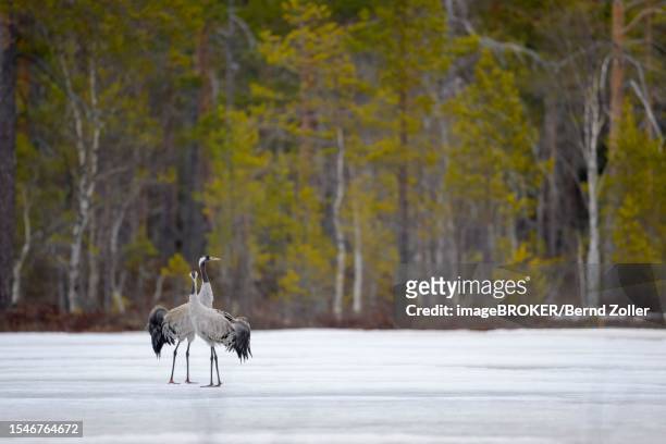 crane (grus grus), breeding pair striding across a frozen lake in early spring, hamra national park, dalarna, sweden, scandinavia - hamra national park stock pictures, royalty-free photos & images