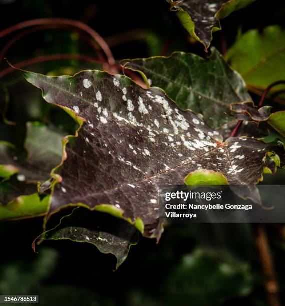 powdery mildew on maple tree leaves - powdery mildew fungus stockfoto's en -beelden