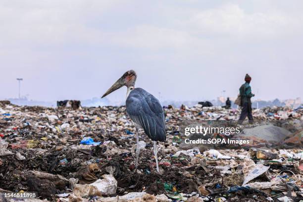 Marabou stork is seen perched on top of a garbage mountain as a man searches for recyclables at Dandora dumpsite. Nairobi City County government is...