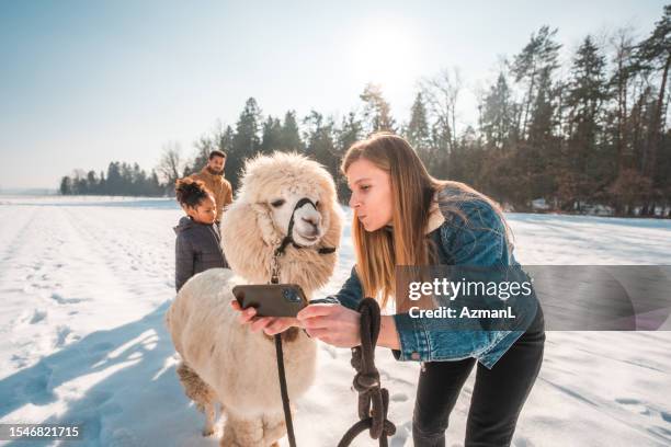 blond woman taking a photo with an alpaca - animal selfies stock pictures, royalty-free photos & images