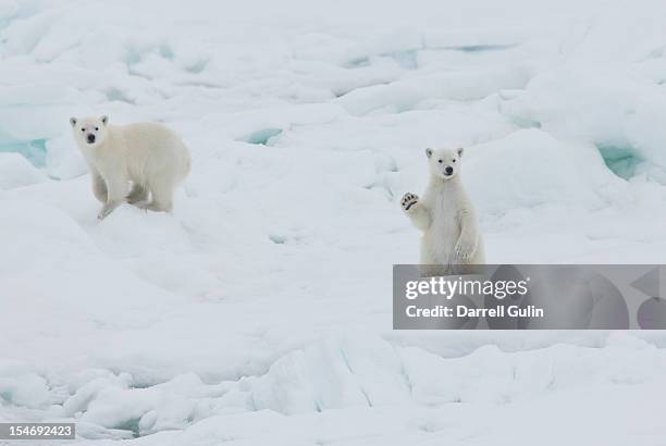 twin baby polar bear cubs, one waving - clima polar fotografías e imágenes de stock