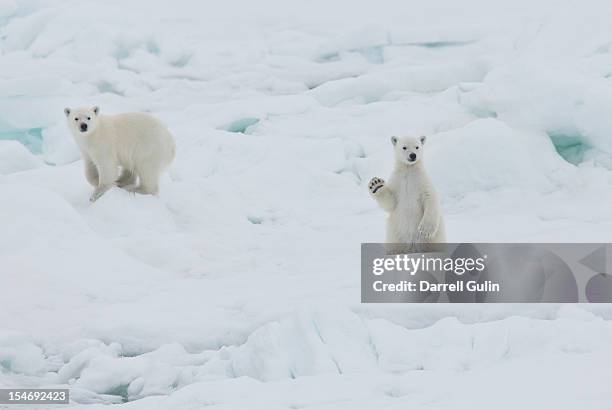 twin baby polar bear cubs, one waving - clima polar - fotografias e filmes do acervo