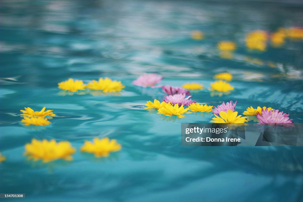 Floating Garden