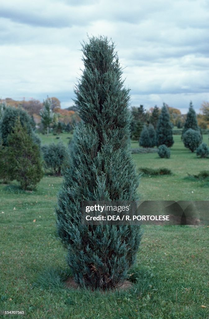 Chinese Juniper (Juniperus chinensis)...