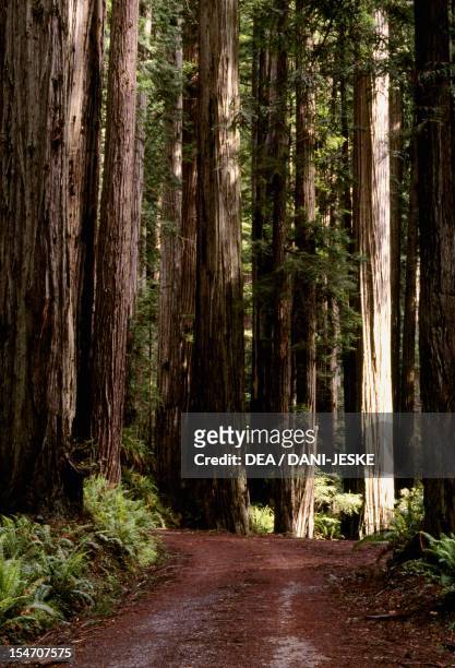 Coast redwood or California redwood trunks , Cupressaceae.