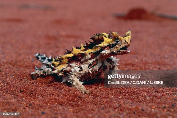 Moloch or Thorny Devil , Agamidae.