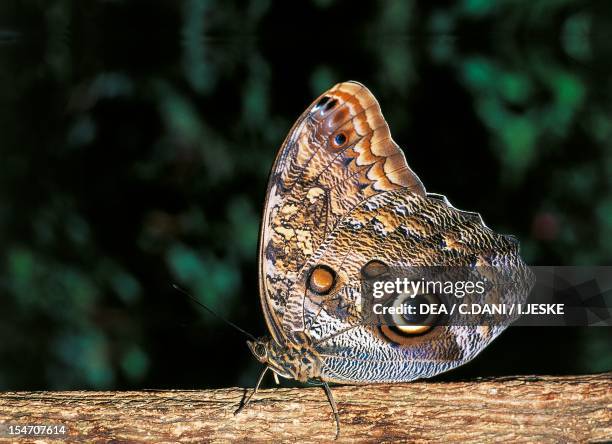 Giant Rift Butterfly 55 Forest Giant Owl Butterfly Stock Photos, High-Res Pictures, and ...