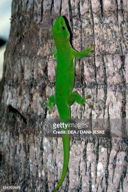 Gold Dust Day Gecko , Gekkonidae. Madagascar.
