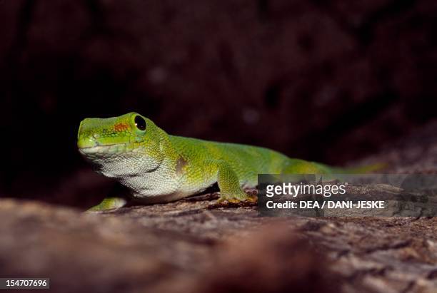 Gold Dust Day Gecko , Gekkonidae. Madagascar.