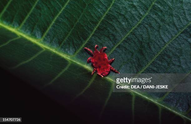 Red spider mite , Tetranychidae. Madagascar.
