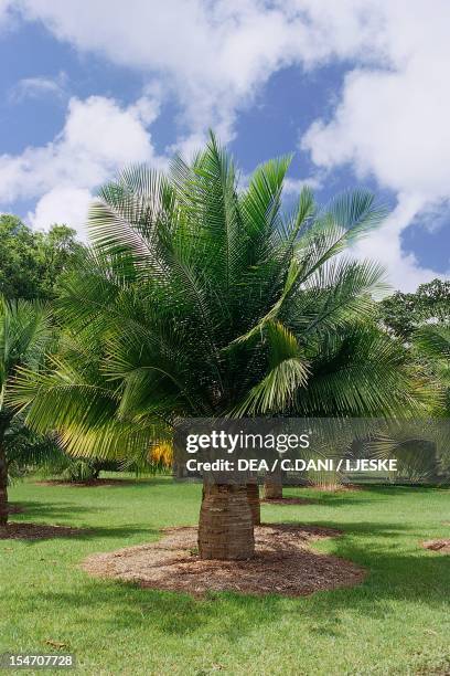 River palm , Arecaceae.