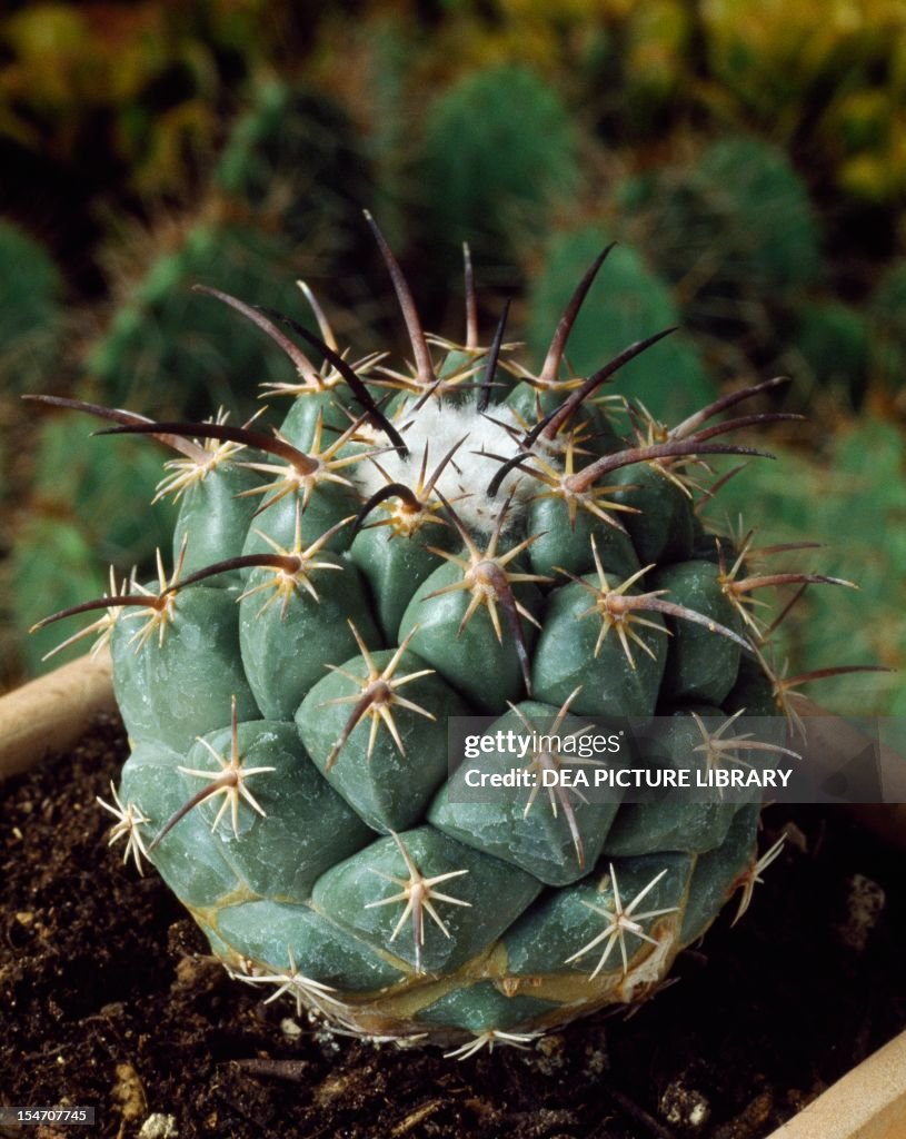 Coryphantha longicornis...