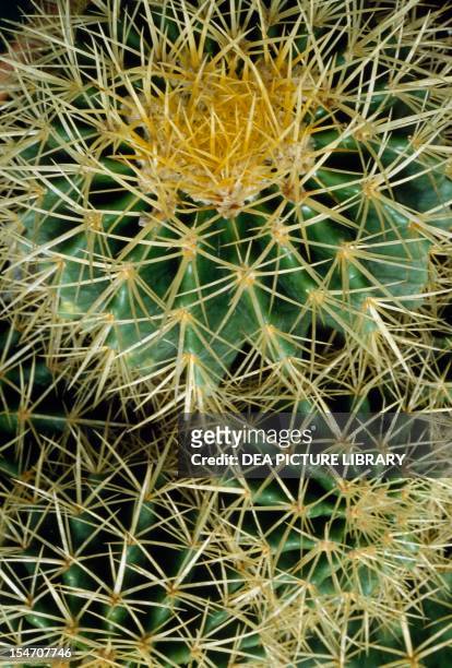 Golden barrell cactus , Cactaceae.