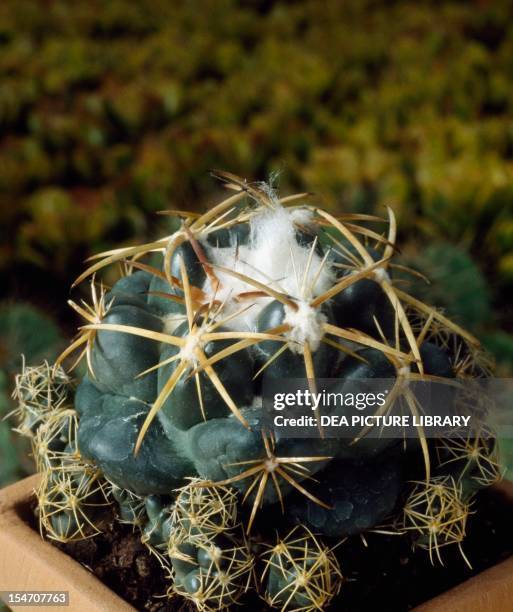 Coryphantha Photos And Premium High Res Pictures Getty Images coryphantha-photos-and-premium-high-res-pictures-getty-images