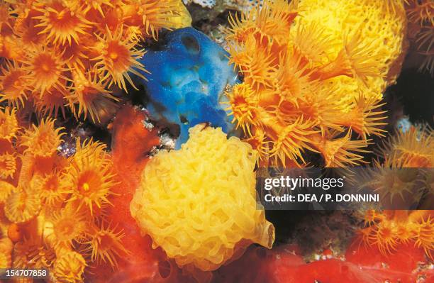 Yellow Clathrina , Clathrinidae, and Yellow Cluster Anemone , Parazoanthidae.