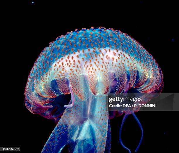 Pelagiidae Photos and Premium High Res Pictures Getty Images