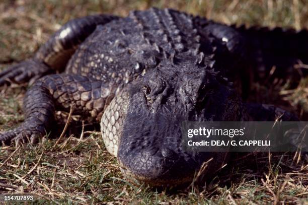 American alligator , Alligatoridae. Everglades National Park , United States.