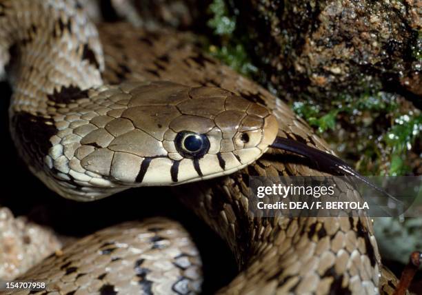 Grass Snakes Photos and Premium High Res Pictures - Getty Images