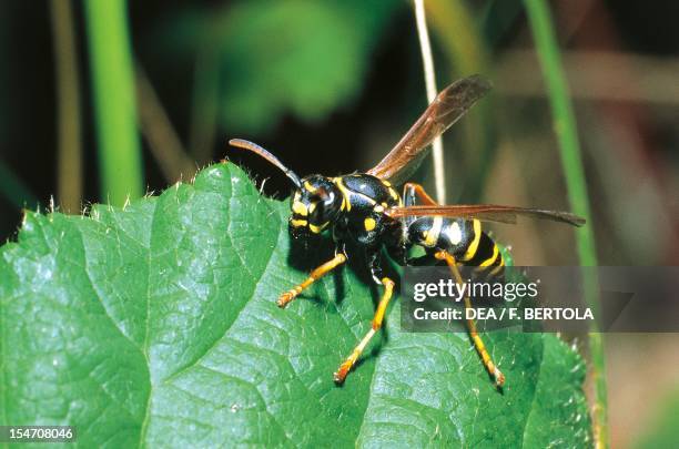 European paper wasp , Vespidae.