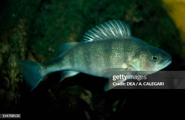 European Perch Photos and Premium High Res Pictures - Getty Images