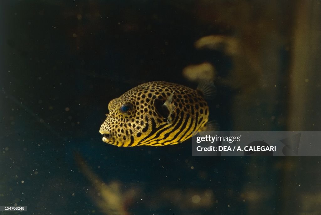 Blackspotted Puffer or Starry Toadfish...