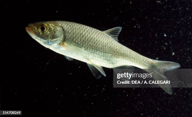 Common Rudd World Record 107 Common Rudd Stock Photos, High-Res Pictures, and Images - Getty Images