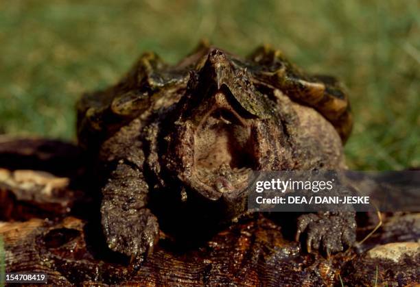 Alligator snapping turtle , Chelonidae.