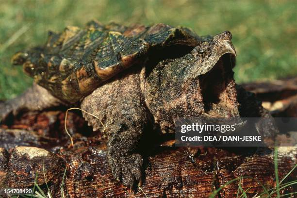 Alligator snapping turtle , Chelonidae.