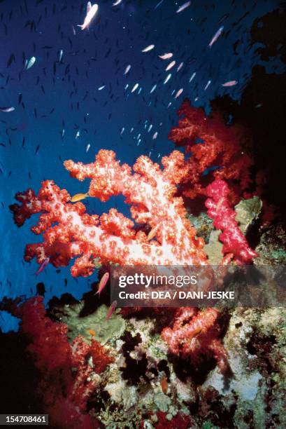 Gorgonia sp, Gorgoniidae. Great Barrier Reef, Australia.