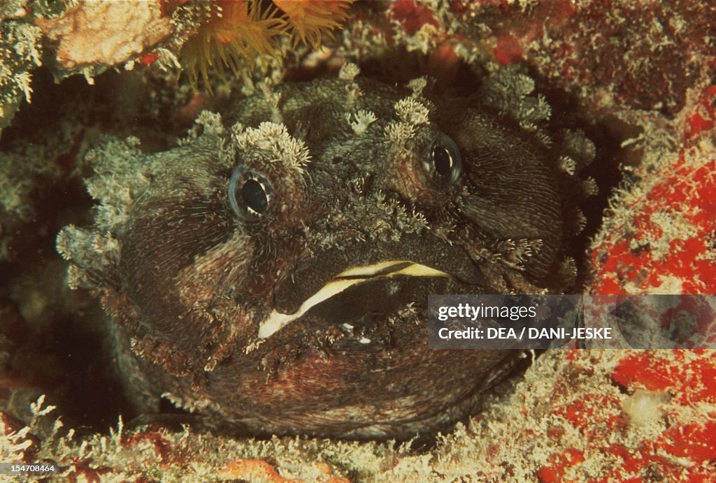 2toea Fish Oyster Toadfish or Atlantic Toadfish , Batrachoididae. Great Barrier ...