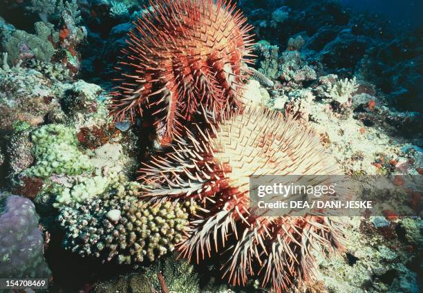 Crown-of-Thorns , Acanthasteridae. Great Barrier Reef, Australia.