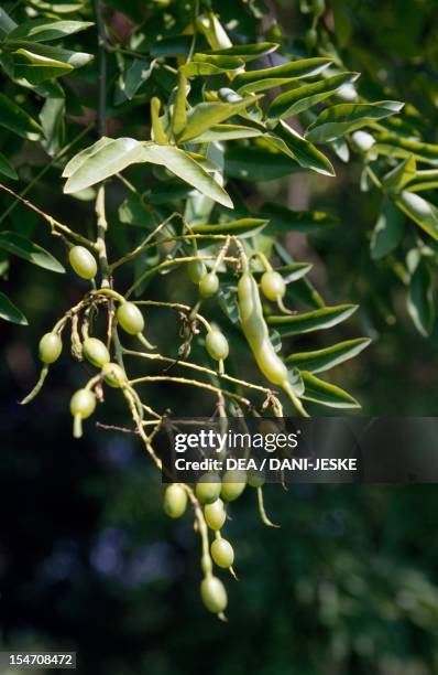 Leaves and fruits of Pagoda tree , Fabaceae-Leguminosae.