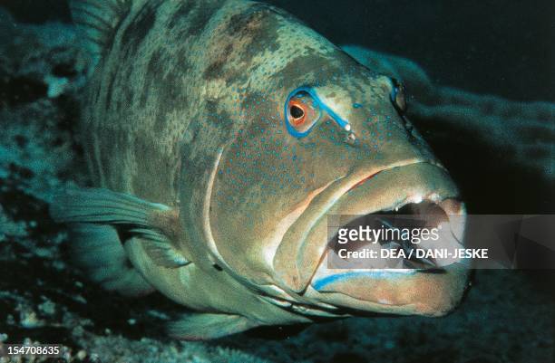 Cleaner Wrasse removing parasites from the mouth of a Giant Grouper. Great Barrier Reef, Australia.