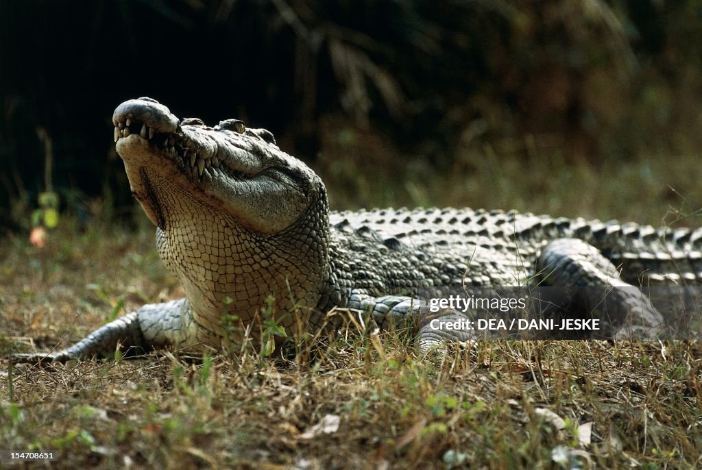 Saltwater crocodile (Crocodylus porosus) India.