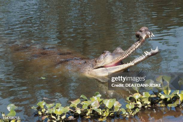 Gharial , Gavialidae. India.