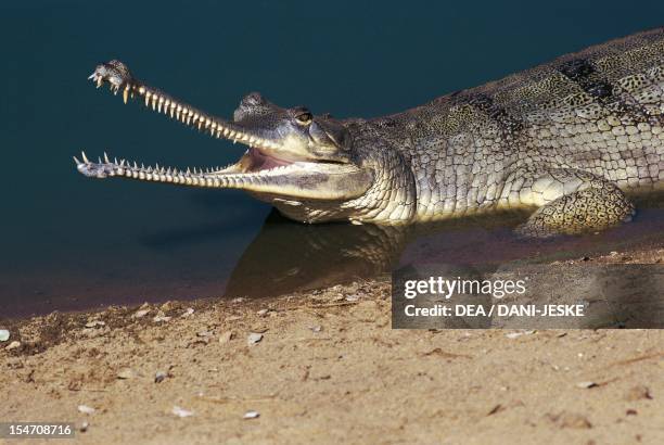 Gharial , Gavialidae. India.