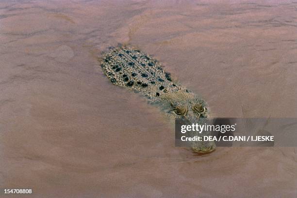 Saltwater crocodile , Crocodylidae. Kakadu National Park, Australia.