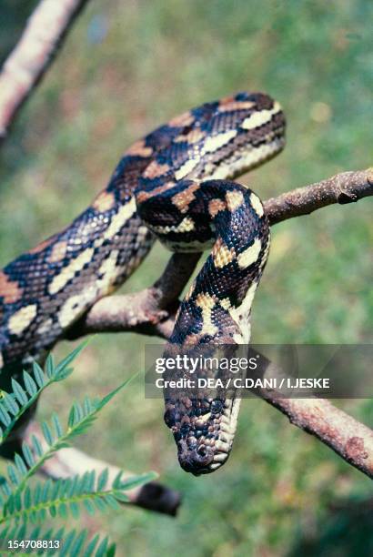 Diamond Python Nest 319 Diamond Python Stock Photos, High-Res Pictures, and Images - Getty ...